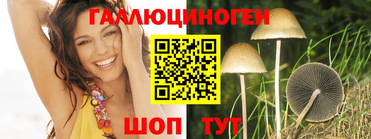 даркнет сайт  Вход с VPN  Гай  Галлюциногенные грибы Psilocybe 